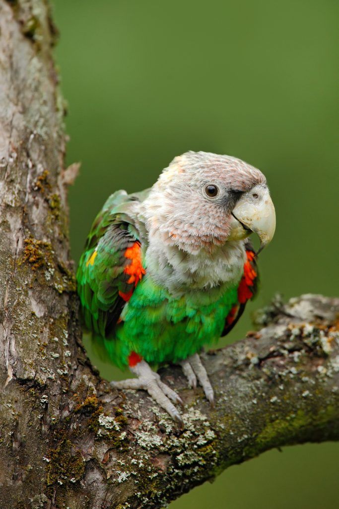Cape Parrot Species Guide: All You Need to Know