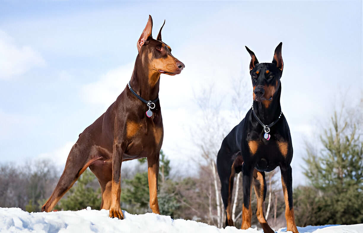 Doberman Pinscher in 2025 Everything You Need to Know Before Getting One