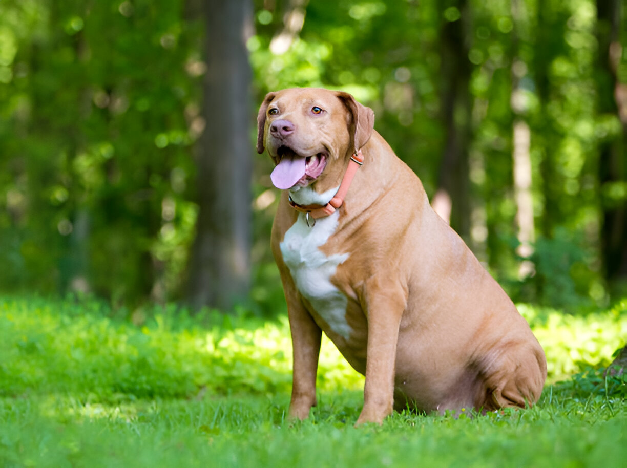 Labrador Retriever 2025 Guide: All You Need to Know