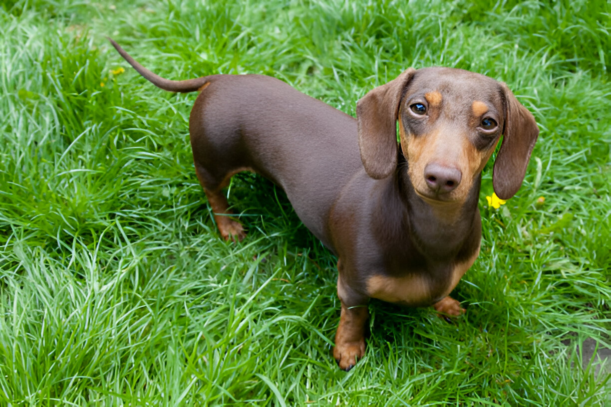Dachshund Dog: Complete Breed Guide & Care Tips