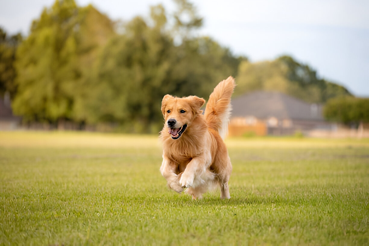 Golden Retriever The Ultimate Guide to the World’s Most Lovable Dog