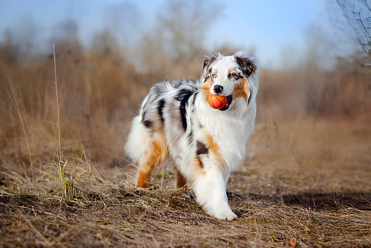 Is the Australian Shepherd Right for You? Full Guide