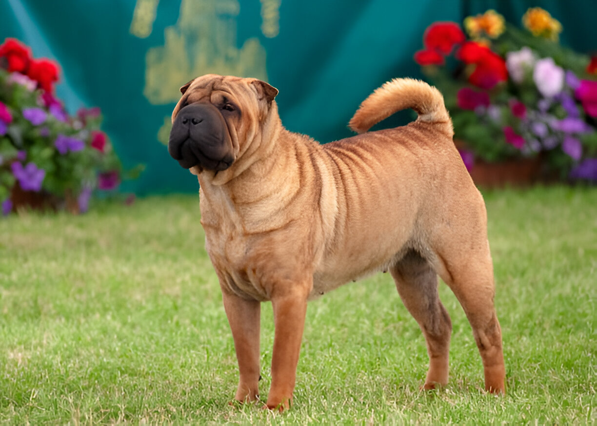 Shar-Pei Dog: Full Guide 2025 – Traits, Grooming, Health & Training