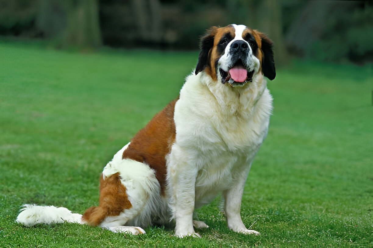 Saint Bernard Dog: The Ultimate Breed Guide (2025 Edition)