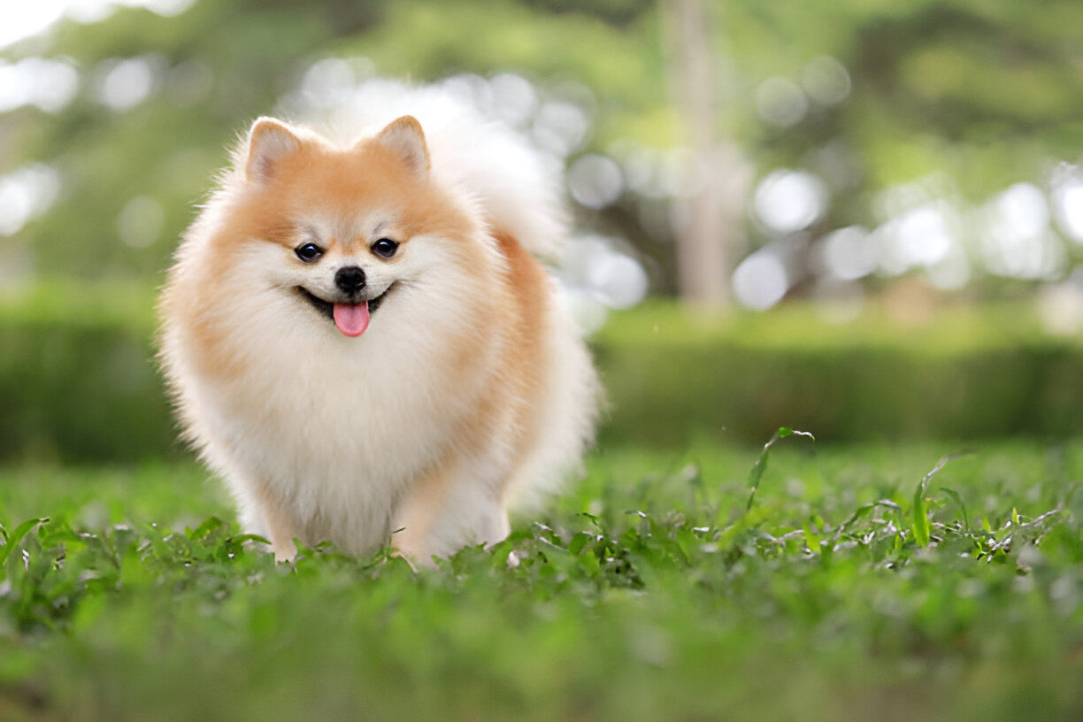 How to Train and Groom a Pomeranian Dog for a Healthy Life
