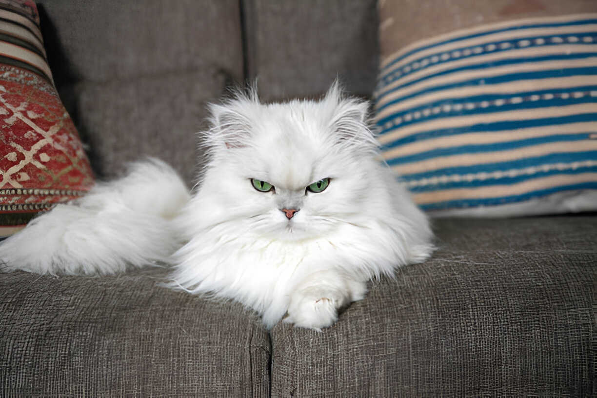 Persian Cat The Ultimate Guide to the Elegant Feline