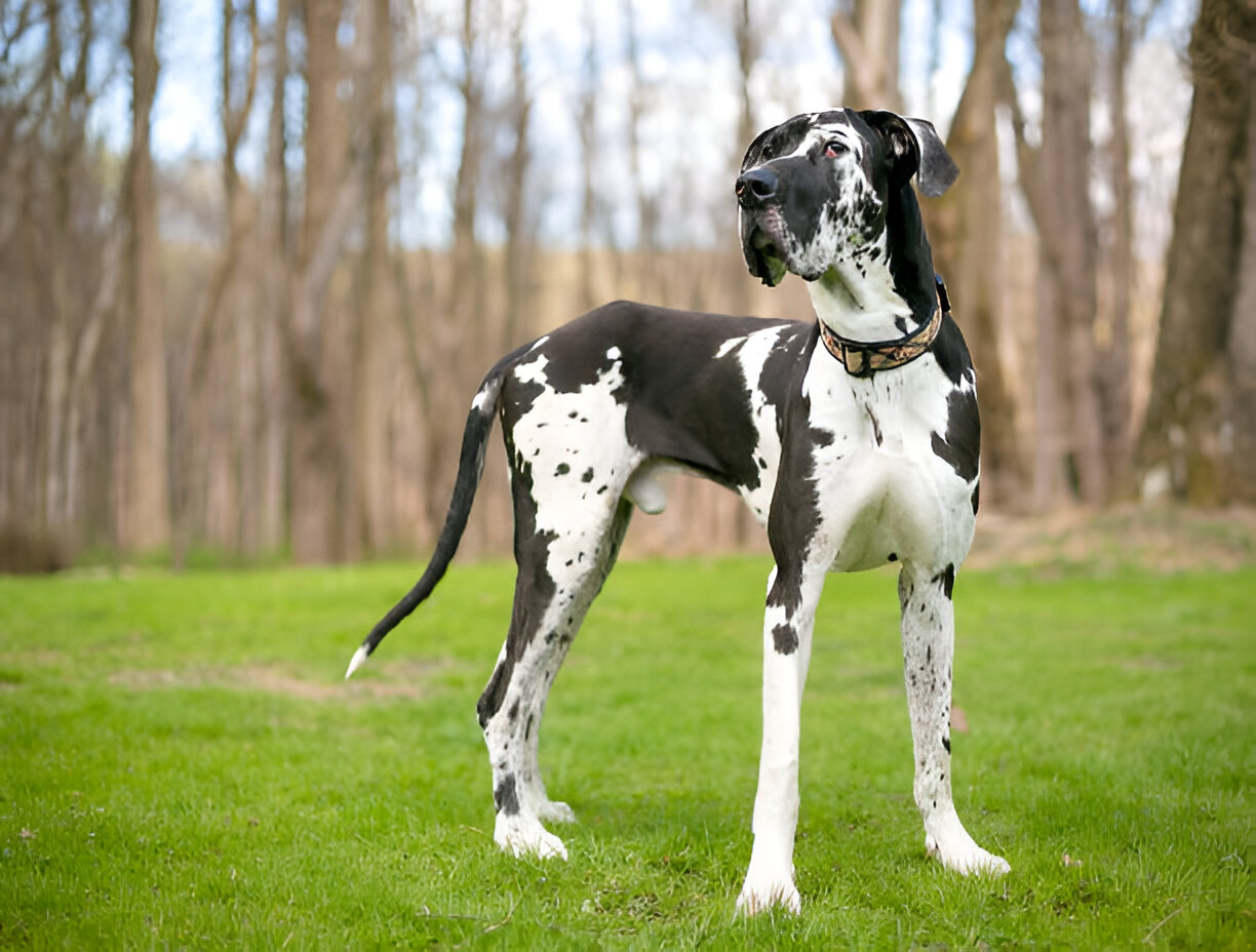 Great Dane Guide Learn Everything You Need to Know (2025 Edition)