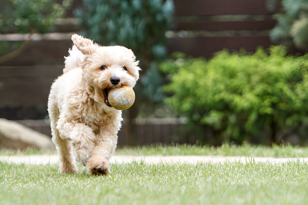 Miniature Poodle – Complete Dog Breed Guide