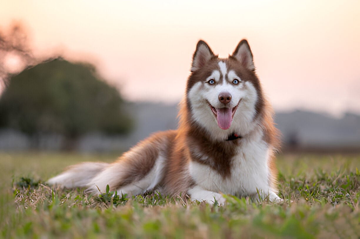 Siberian Husky The Majestic and Energetic Dog Breed (2025)