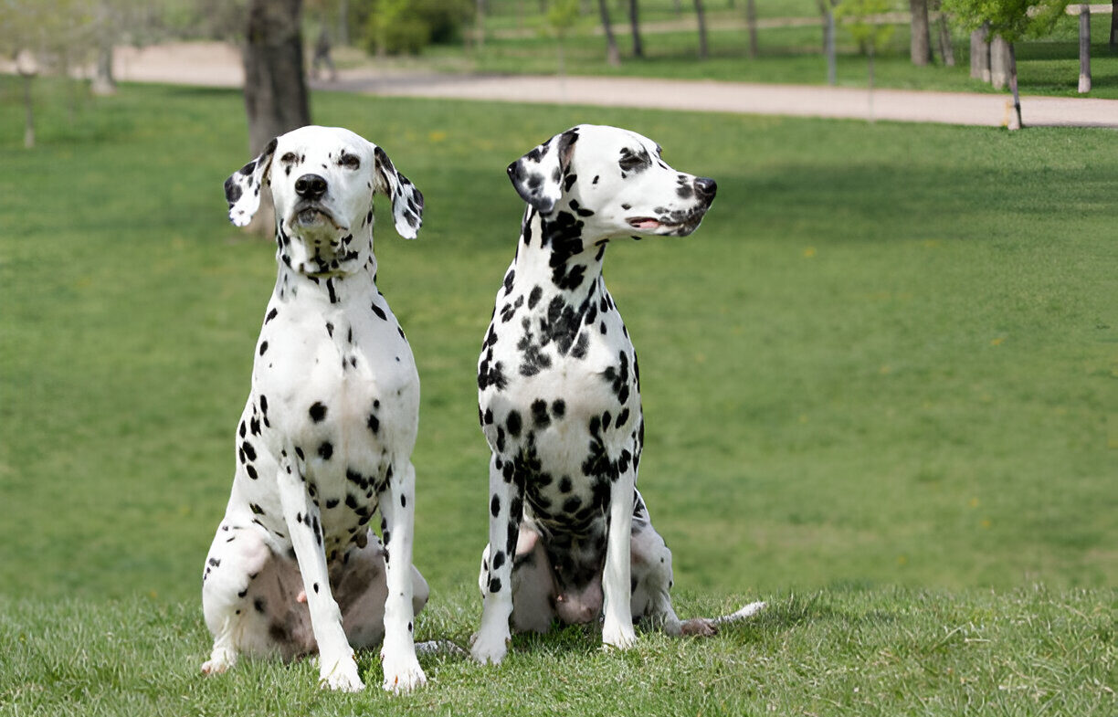 Dalmatian Dogs in 2025 Everything You Need to Know About This Spotted Breed