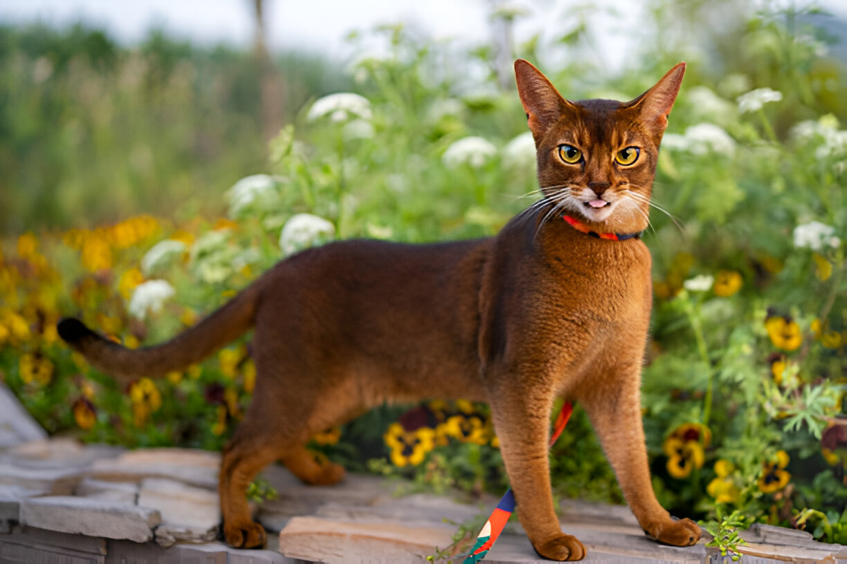 Your Guide to Abyssinian Cats: Love, Life & Looks