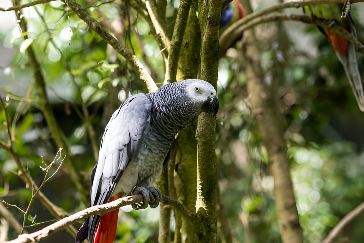 Master Guide To Grey Parrots For New Owners (2025)