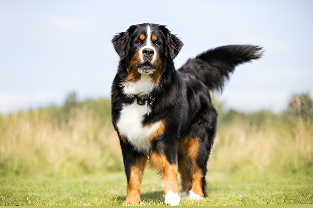 Bernese Mountain Dog: The Ultimate Guide to a Gentle Giant