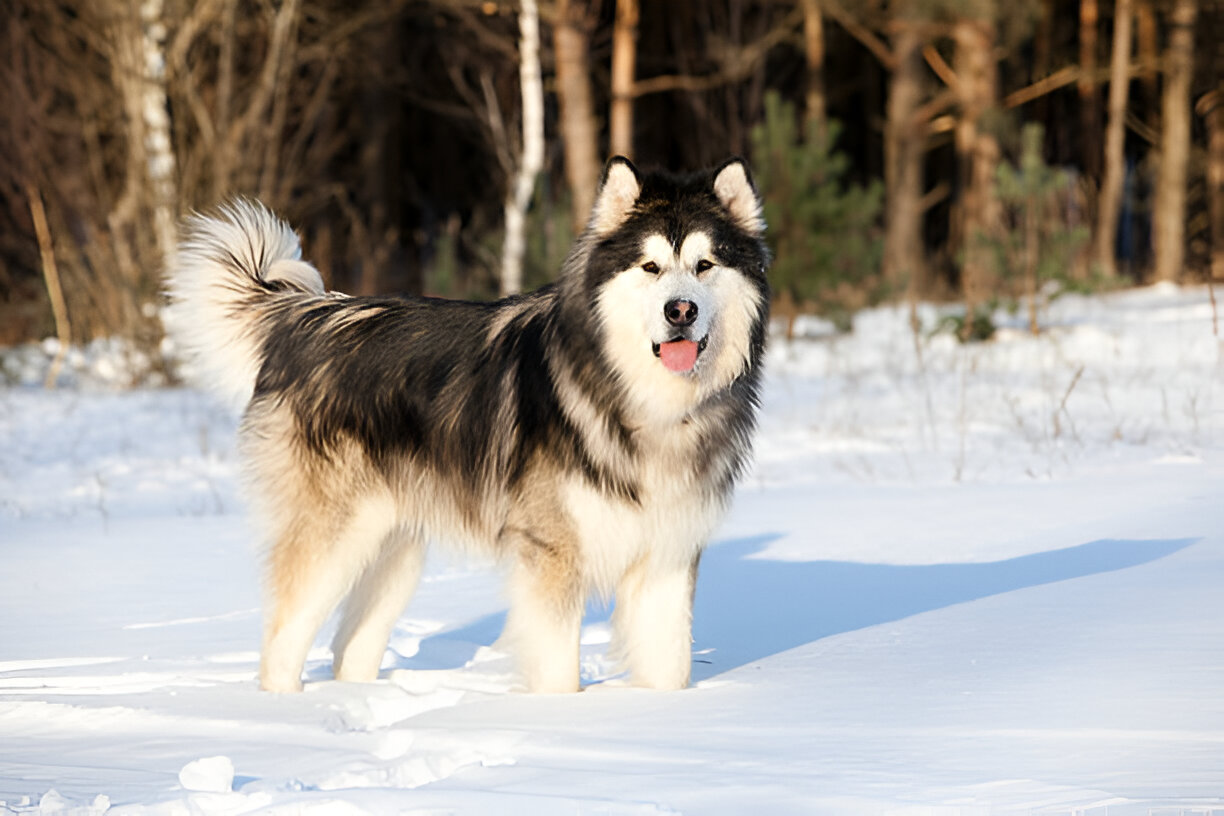 The Ultimate Alaskan Malamute Guide Everything You Need to Know (2025 Edition)