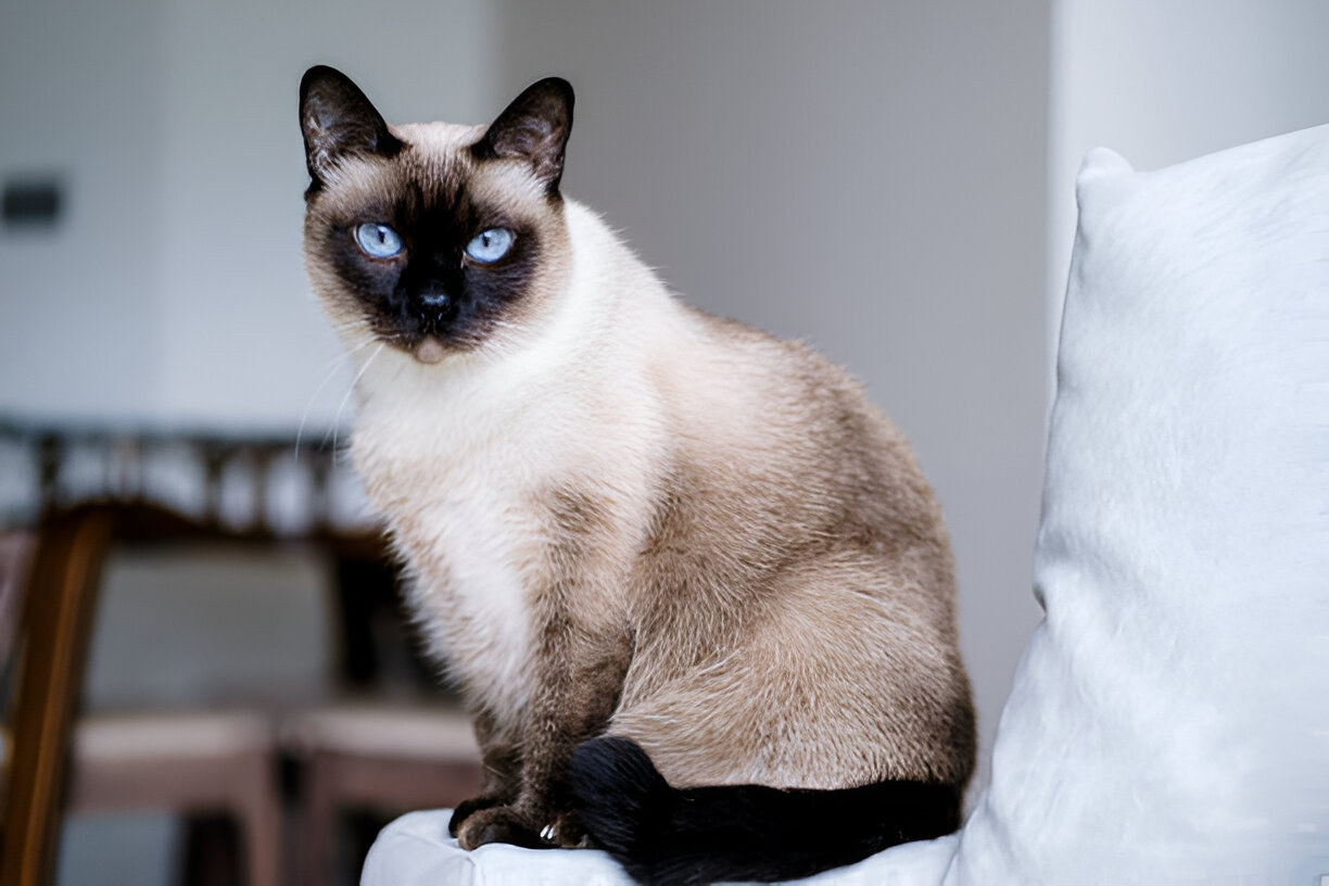 A Complete 2025 Owner’s Guide to the Siamese Cat Breed