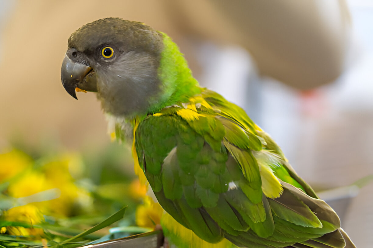 Complete Guide to Senegal Parrot Care at Home