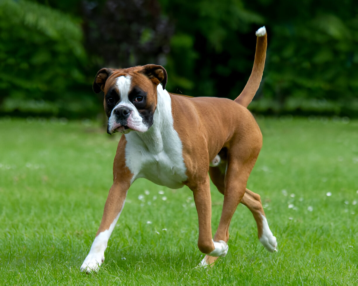 Boxer Dog Breed 2025 Ultimate Guide to Care,Training & Health