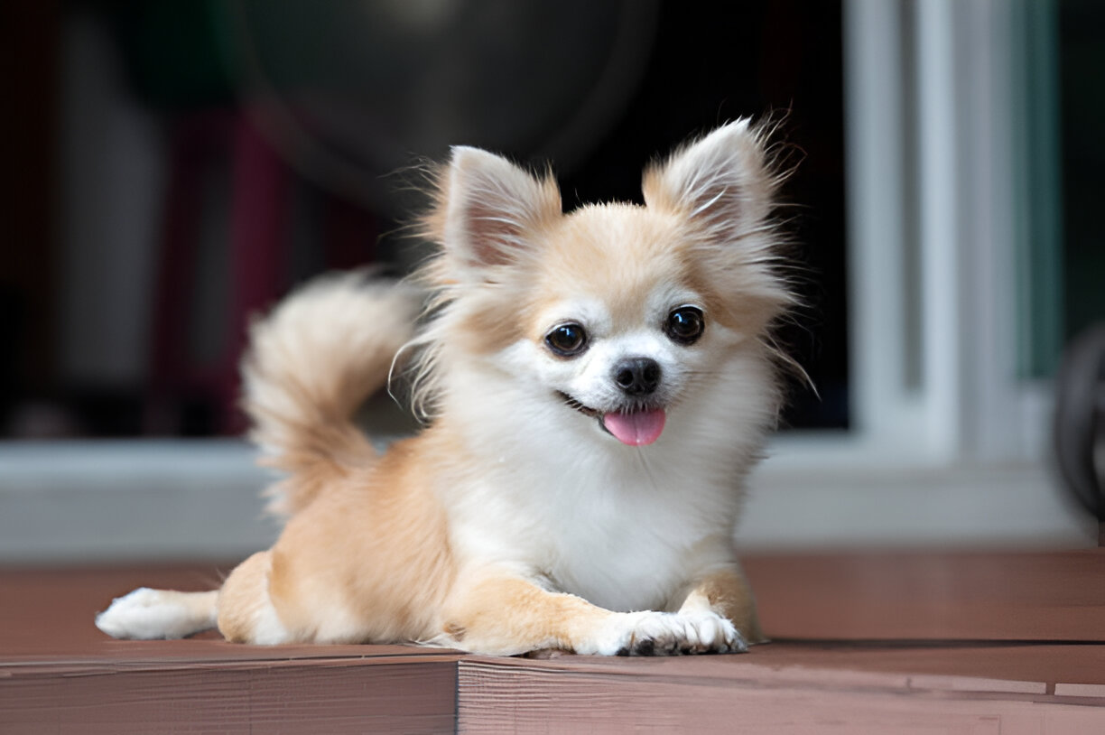 Ultimate Chihuahua Care Guide for Dog Lovers in (2025)
