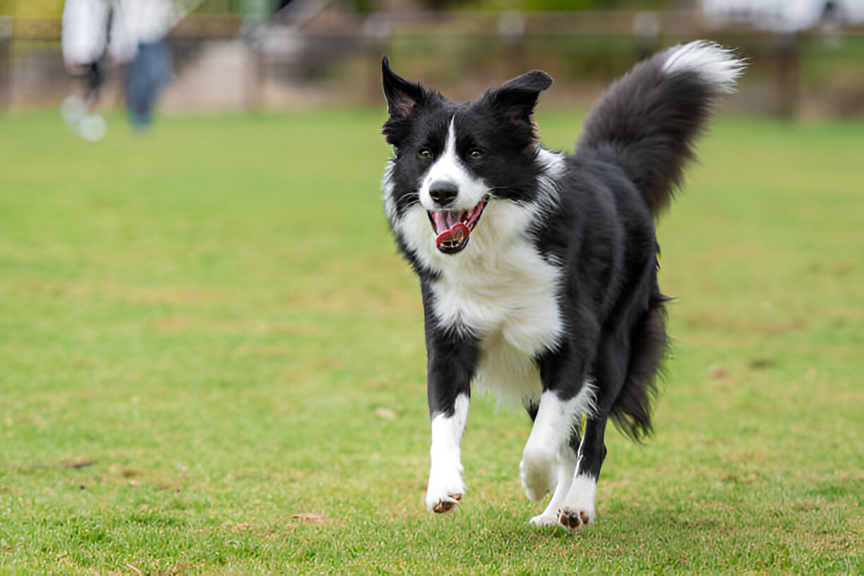 How to Care for Your Border Collie Dog Tips Health &Training