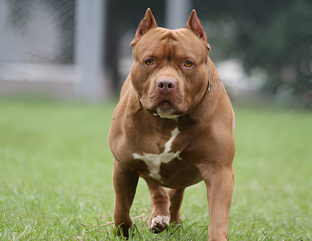 The Pit Bull Breed Truths, Myths & Everything You Need to Know