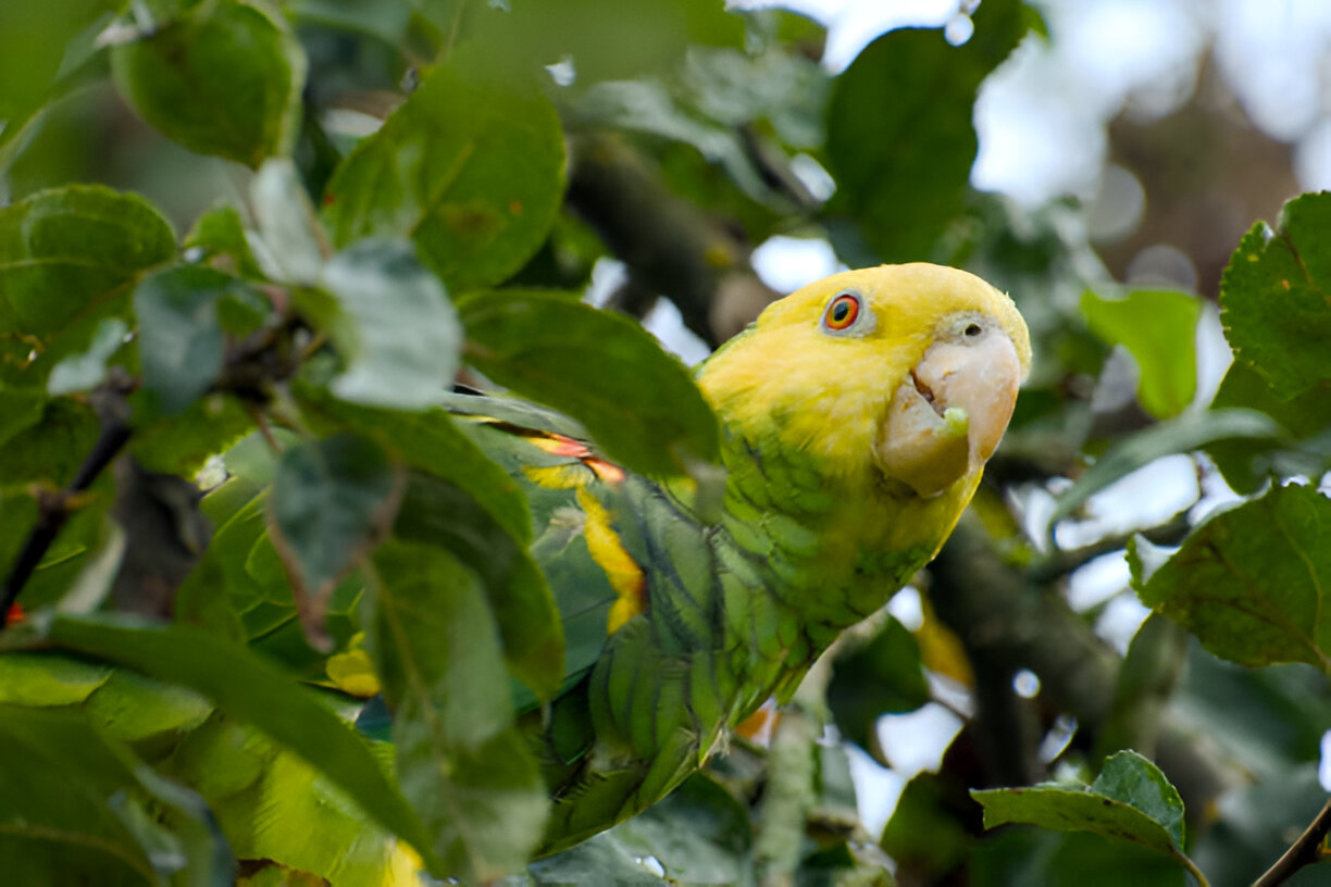 Your Amazon Parrot Companion: A Full Pet Guide