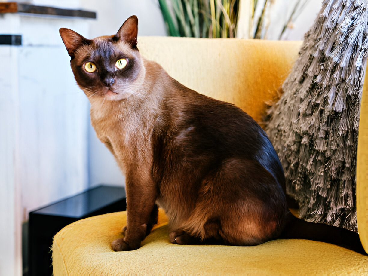 What Makes Burmese Cats So Special and Unique?
