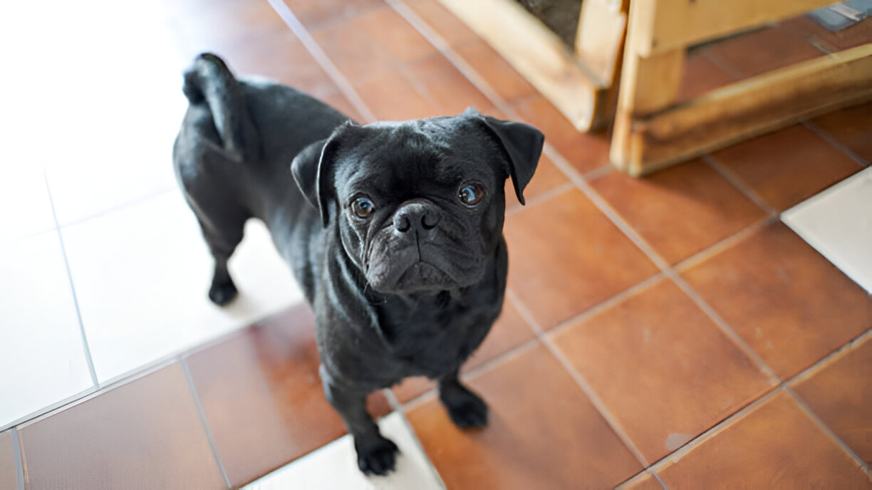 Black Pug: The Ultimate Guide to This Charming & Loyal Dog