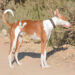 Azawakh dog standing alert in the desert.