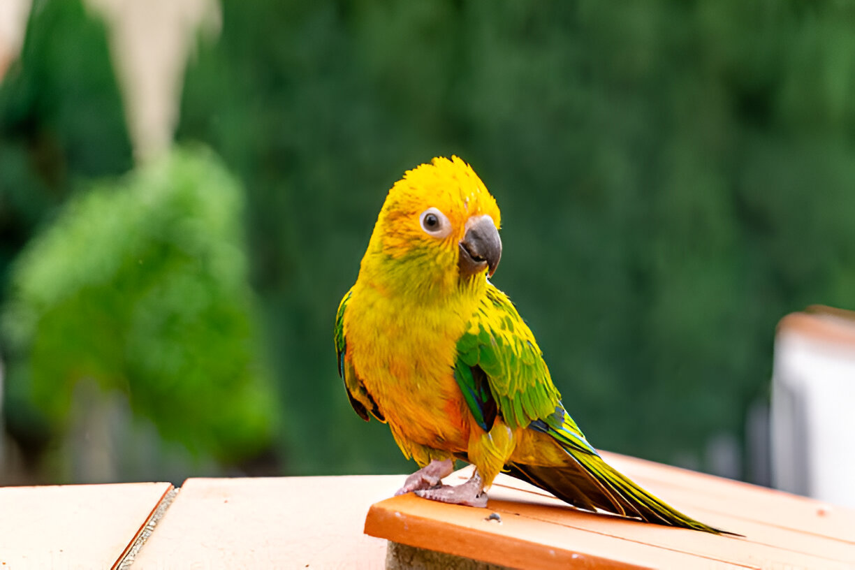 Conure Bird: Everything You Need to Know