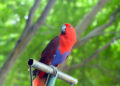 Peaceful and non-aggressive Eclectus Parrot calmly resting