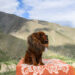Majestic Tibetan Mastiff standing in the Himalayas