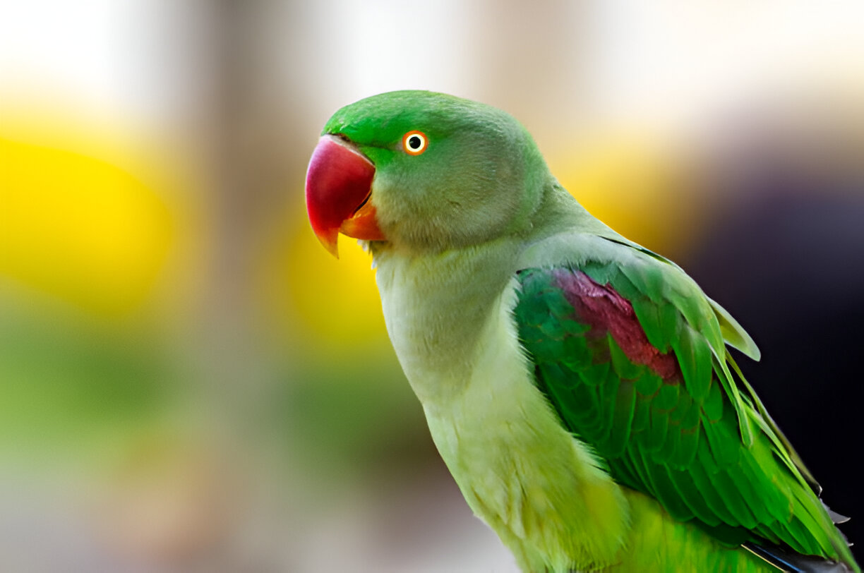 Alexandrine Parakeet: All You Need to Know