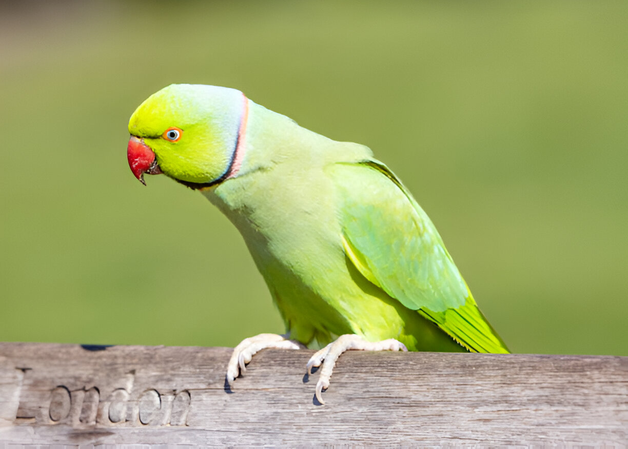Rose-ringed Parakeets Tips for New Bird Owners