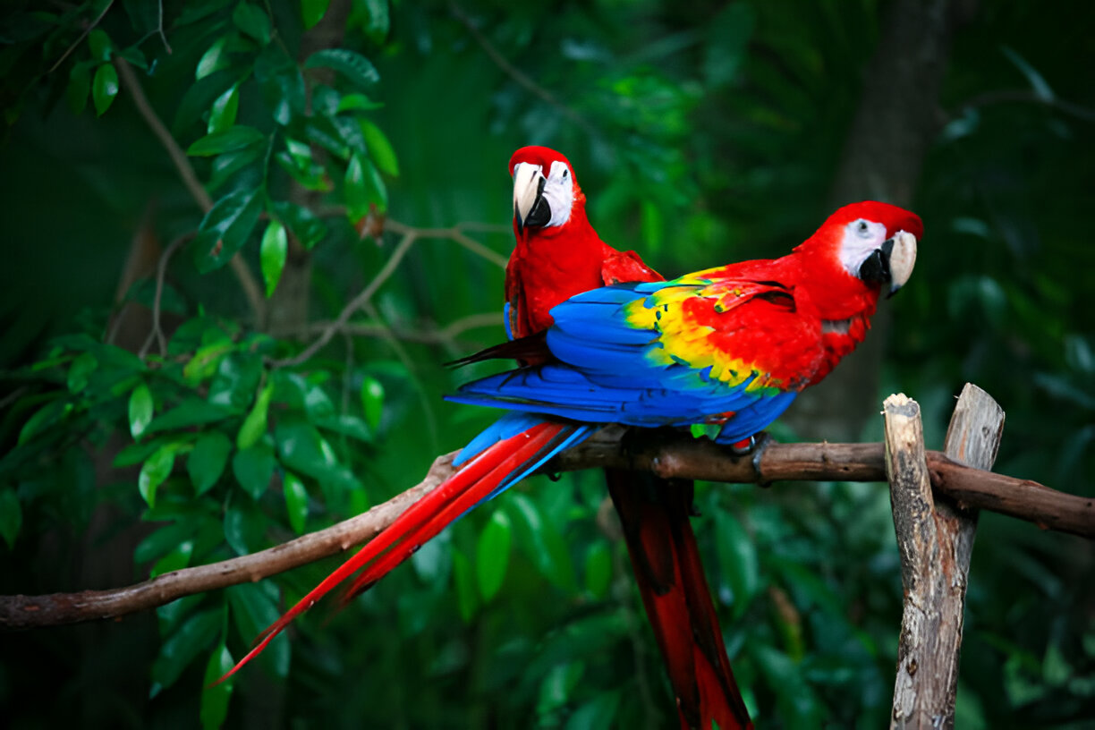 Macaws Birds: Are They Rare, Expensive, or Smart