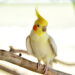 cockatiel perched on a wooden branch indoors