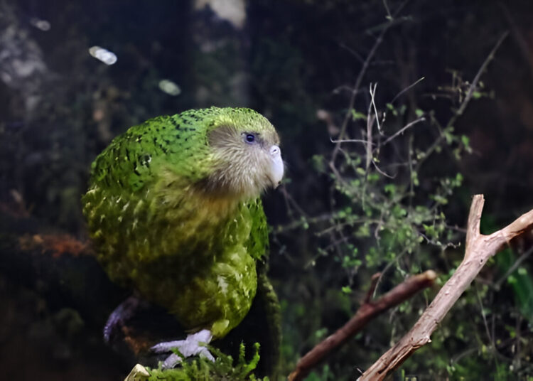 kakapo bird perched on mossy branch at night