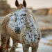 A stunning Appaloosa Horse standing in a grassy field