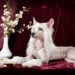 Close-up of a Chinese Crested dog sitting on a sofa