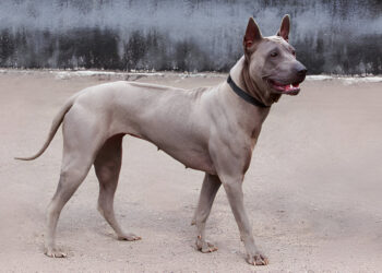 Thai Ridgeback dog standing alert in an open field